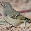 Ruby-crowned Kinglet